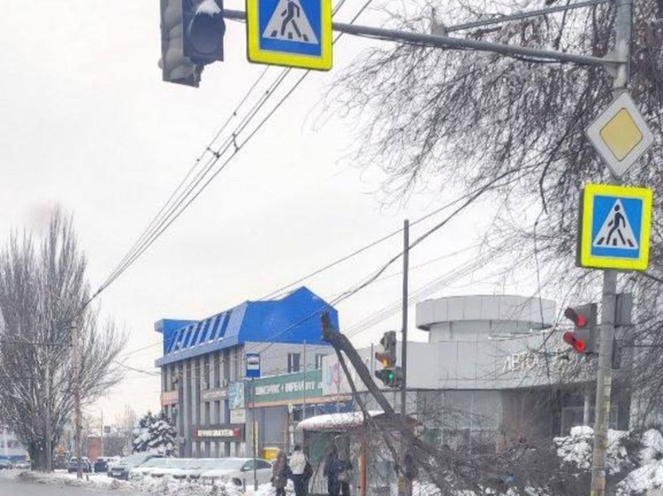 В Ростове огромное дерево повисло на проводах ЛЭП
