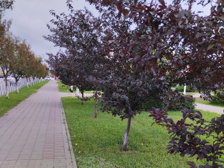 В ДНР восстановят насаждения, пострадавшие в результате боевых действий