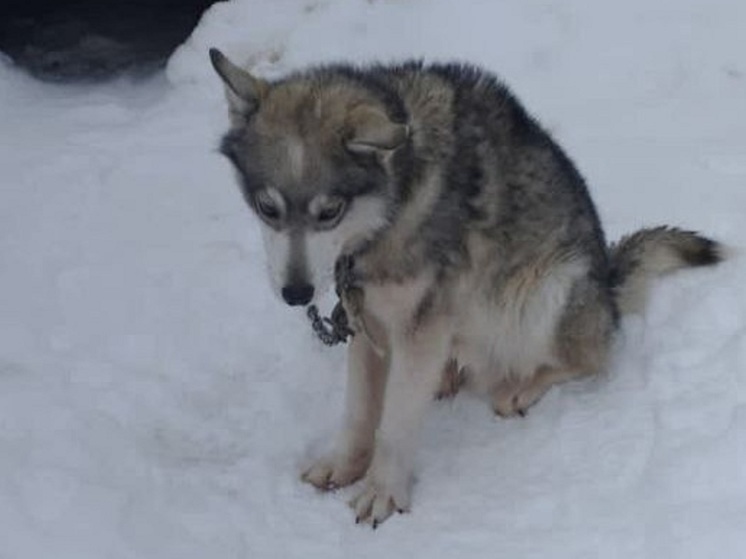 Истощенного пса с веревкой на шее обнаружили на Солдатском озере НАО