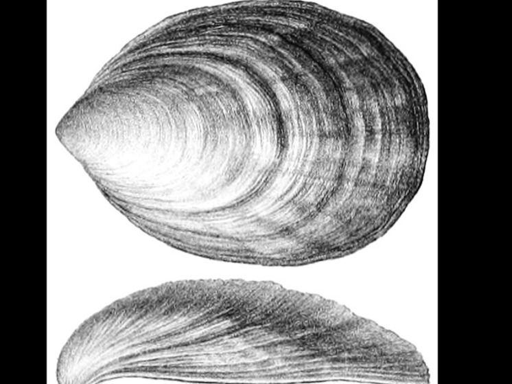 С помощью трала был выловлен живой моллюск Monoplacophora, считавшийся вымершим 375 млн лет назад