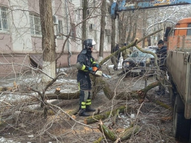 В Ростове спасатели освободили машину из-под рухнувшего дерева