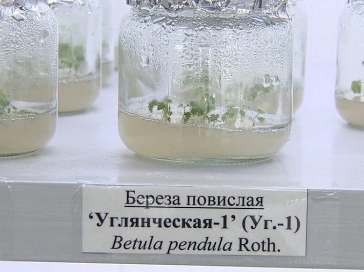 Воронежские учёные открыли новый вид морозостойкой берёзы