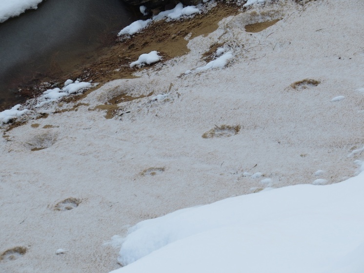 Аномальная зима не помешала учету диких животных в Марий Эл