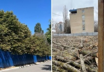 В Ростове рядом с парком ЮФУ вырубили деревья для строительства жилого комплекса