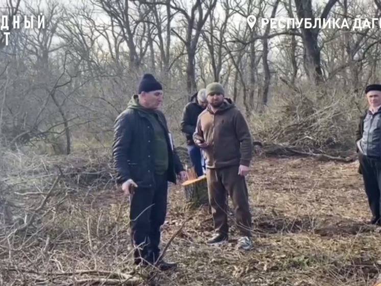 Народный фронт выявил незаконную вырубку леса в Дагестане