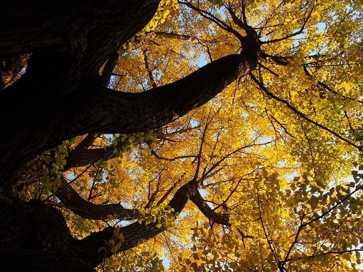 В Новой Зеландии нашли целое полуторатысячелетнее дерево
