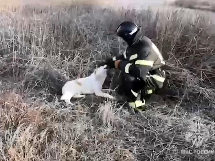 В Северной Осетии пожарные вызволили пса из ловушки