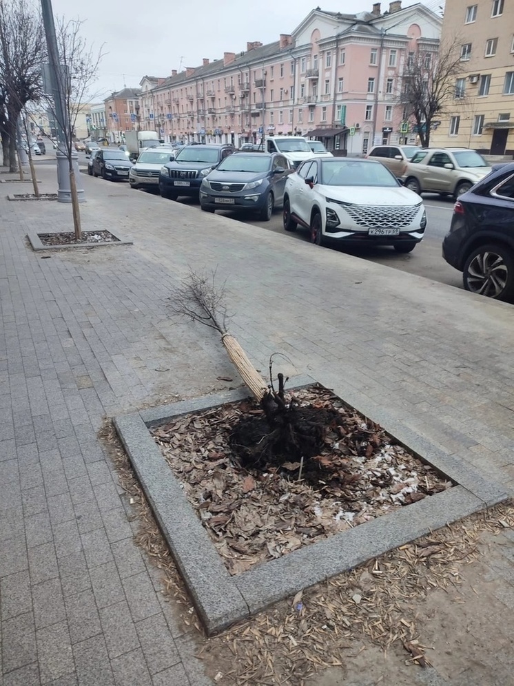Вандалы с корнем вырвали молодую липу в центре Твери