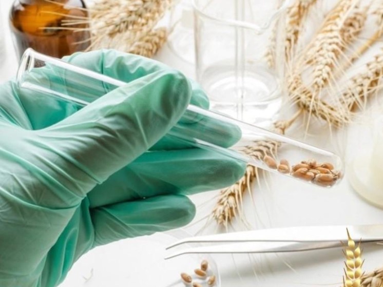 В Орловской области снизился экспорт зерна и продуктов его переработки