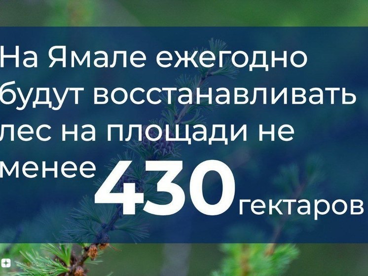 В ЯНАО в год будут восстанавливать по 430 га леса