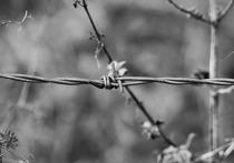 В одной из колоний Алтайского края умер самый возрастной заключенный России. Об это сообщает ТГ-канал Shot. По данным канала, мужчине было 84 года.