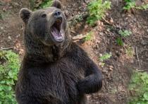 Все чаще в интернете появляются ролики с дикими животными — они заходят в села, подходят к домам, машинам, выбегают на дороги и, кажется, совершенно не боятся людей. Такая ситуация опасна, уверен доктор биологических наук, профессор АлтГУ Сергей Снигирев, сообщает пресс-служба вуза. Ученый назвал причины такого поведения животных и объяснил, как вести себя при встрече с ними.