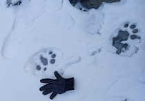 Снежного барса в долине реки Аргут увидели инспекторы Сайлюгемского нацпарка во время антибраконьерского патрулирования территории. Также стало известно, что чабанам компенсируют потерю скота от нападений ирбиса.
