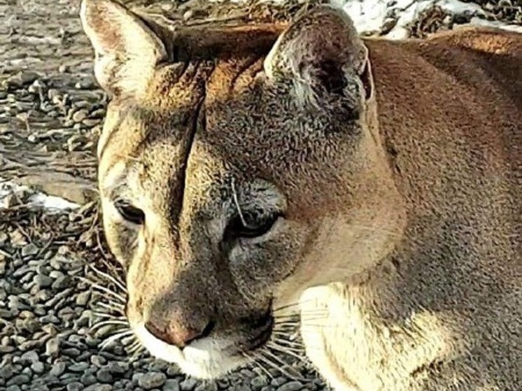 Пума грациозно прогулялась по снегу в Абакане