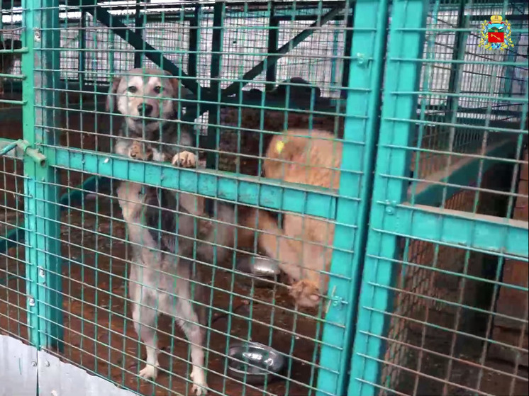 В питомнике Владикавказа идёт стерилизация животных