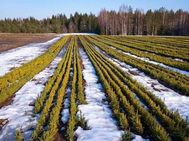 Ленинградцам предстоит посадить 4,5 тысячи гектаров леса в этом году