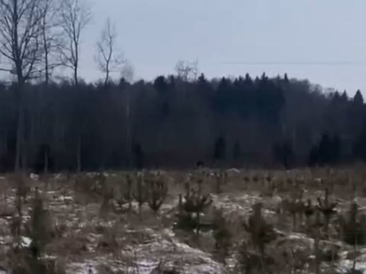 Большую семью лосей заметили недалеко от Леоново