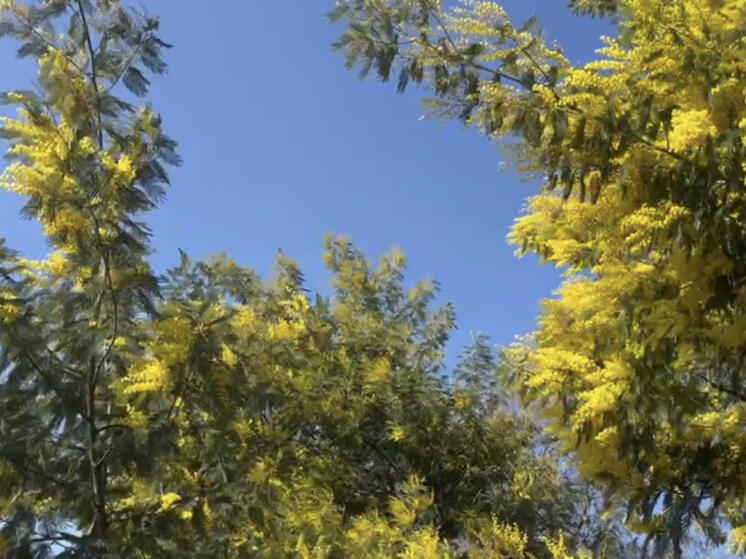 Австралийская акация распустилась раньше обычного в Сочи
