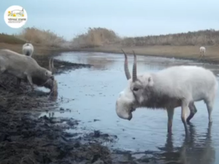 Про сайгаков и лужу в калмыцкой степи рассказала фотоловушка