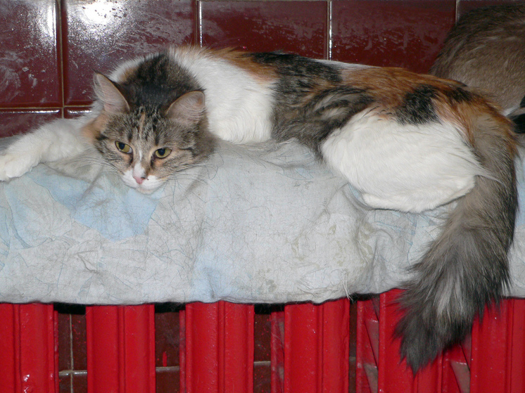 В Чехове без тепла оказались десятки МКД, школа и филиал ВУЗа