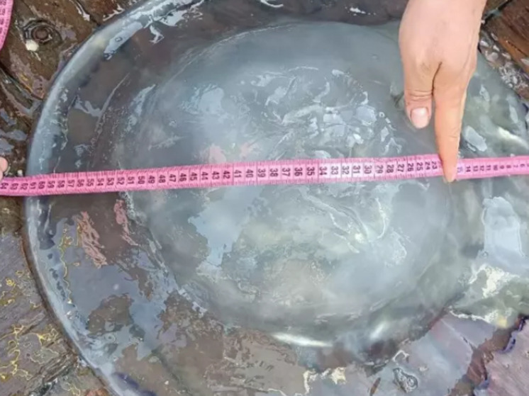 Для защиты от медуз в Азовском море поставят растяжные сети