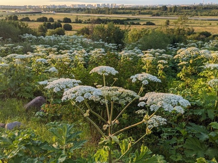 В НовГУ рассказали, что остановить борщевик поможет толстый слой мульчи