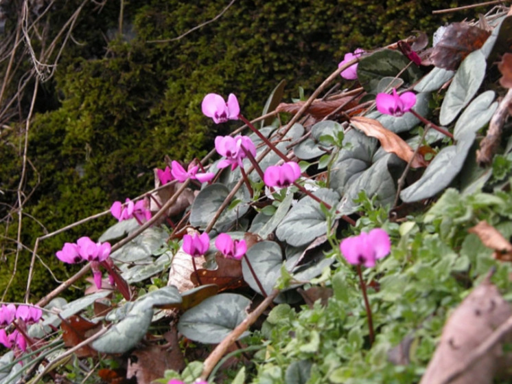 В Сочи зацвели редкие цветы цикламены