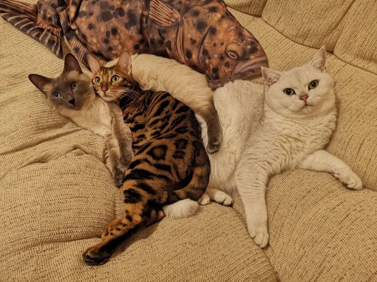 В Петрозаводске будут бесплатно раздавать лечебных котов