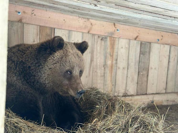 Медведица из Ленобласти, нарушая закон природы, готова впасть в спячку