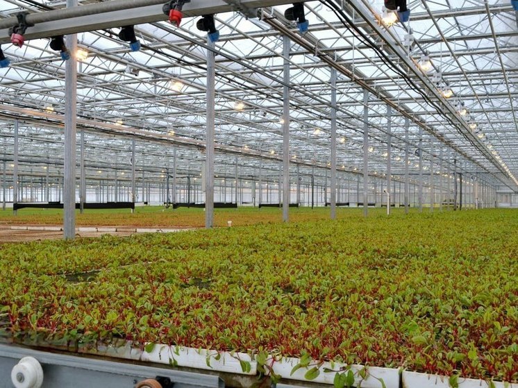 4 вида салата вырастили для ставропольцев овощеводы Предгорного округа