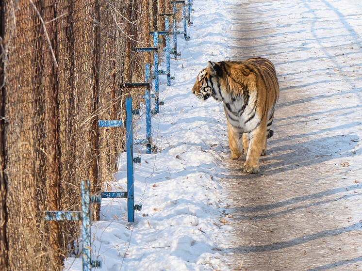 В Госдуме предложили запретить охоту на любых животных в ареале обитания амурского тигра