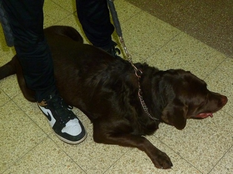 Лабрадора не пропустили через границу Псковской области