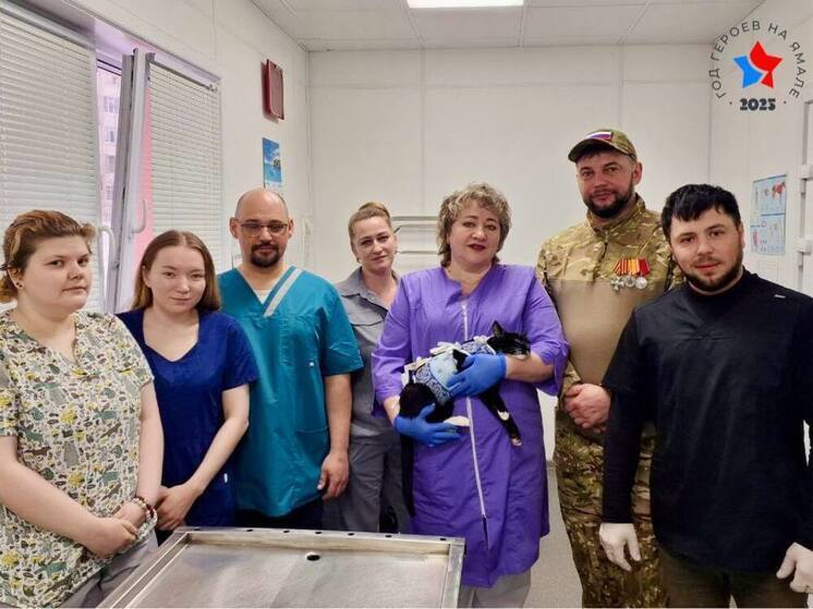 Кошку бойца СВО бесплатно стерилизовали в ветклинике Надыма