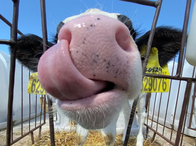 В Калужской области появится генетический центр для крупного рогатого скота