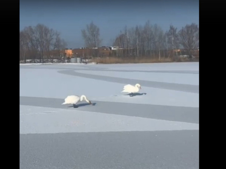 Белгородцы беспокоятся за поселившихся на Ольшанце лебедей