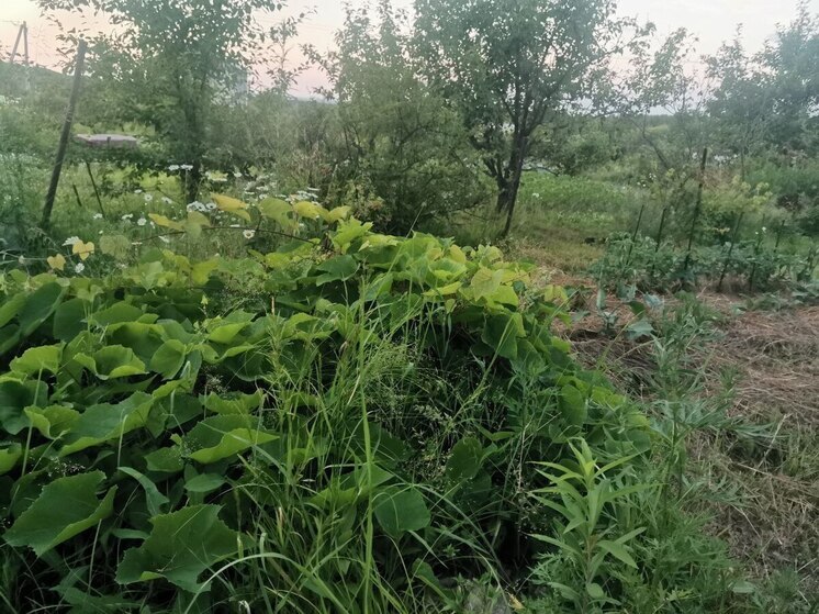 В Хабаровском крае пройдет переоценка земельных участков