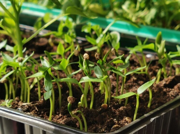 В Приамурье арендатор земли заплатит ущерб в 34,8 миллиона рублей