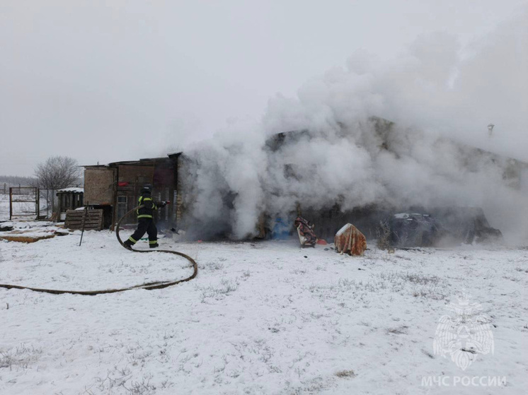 Приют для бездомных собак горел под Липецком