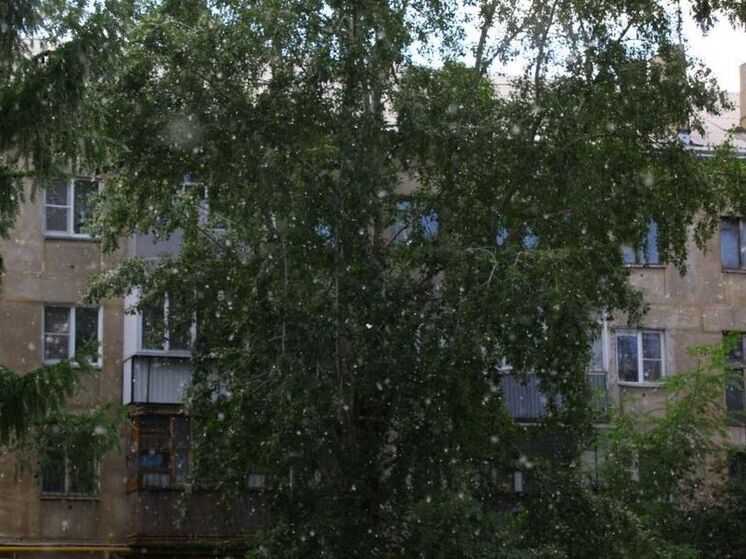 Клон тополя, пережившего Сталинградскую битву, посадят в Челябинске