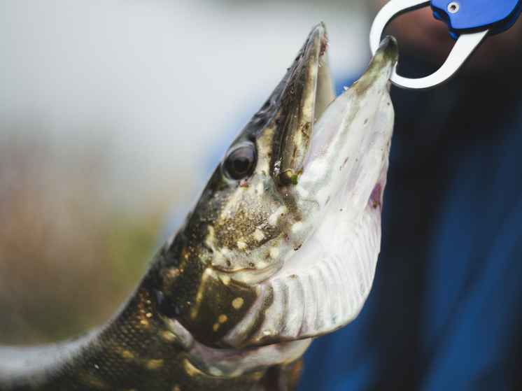 В Марий Эл вырос объем промышленного рыболовства