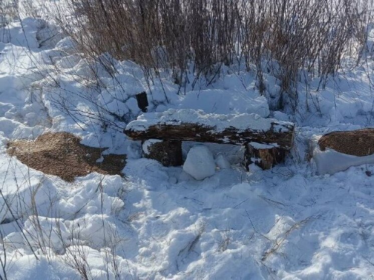 В Приамурье для животных обустраивают солонцовые площадки