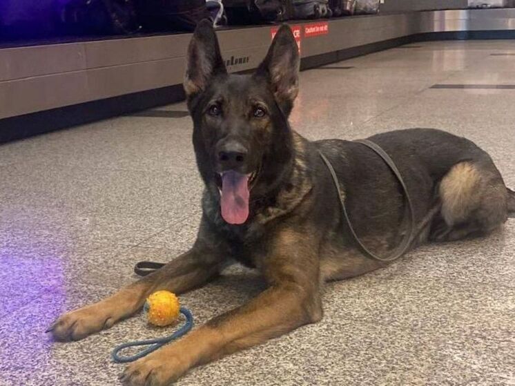 Во Внуково служебная собака помогла задержать пассажира с каннабиноидами