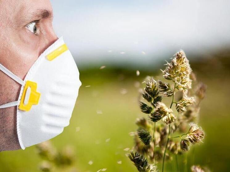 Аллергический сезон в Псковской области может начаться раньше срока