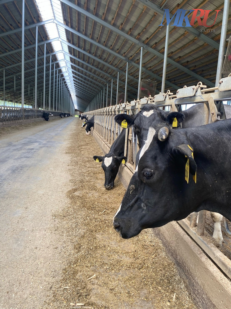 В Калужской области закрывают один животноводческий комплекс