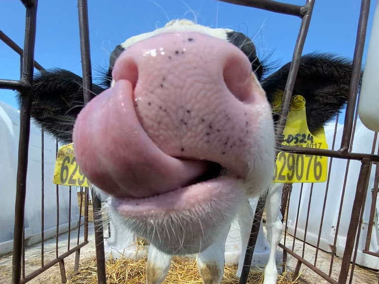 За сотрудниками детчинского животноводческого комплекса сохранят рабочие места