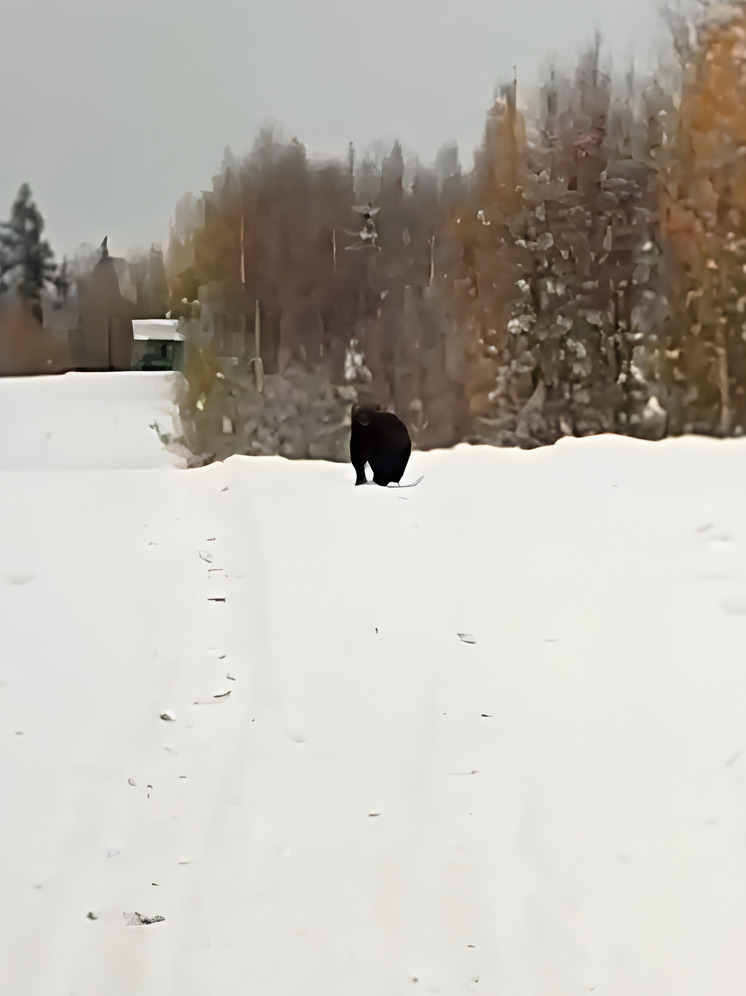 Сотрудники карельского лесничества поделились фото росомахи