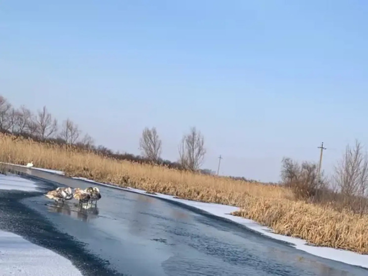 В Ростовской области жители переживают за судьбу лебедей, зимующих на реке