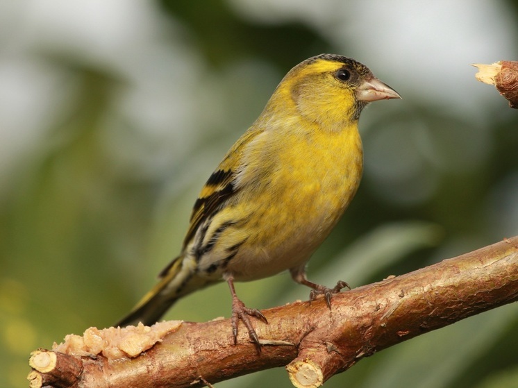 На берегах Оки можно встретить символ ушедшего года