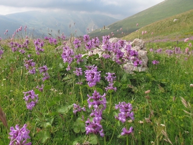 В Сочи нацпарк усилил охрану от браконьеров