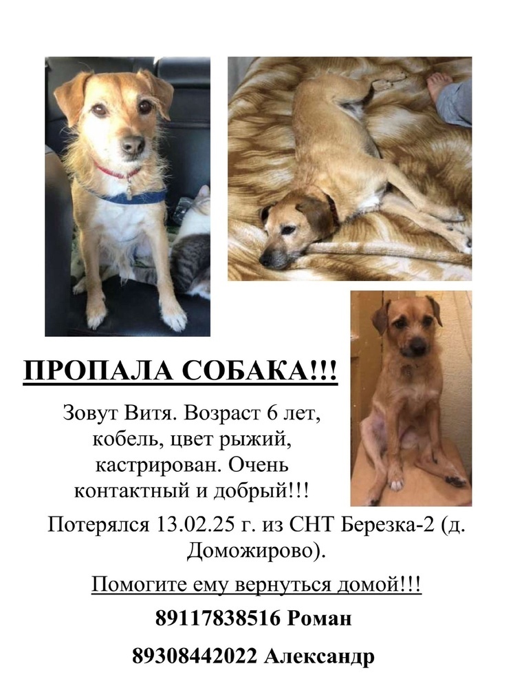 В калужском Доможирове третий день ищут четвероногого Витю